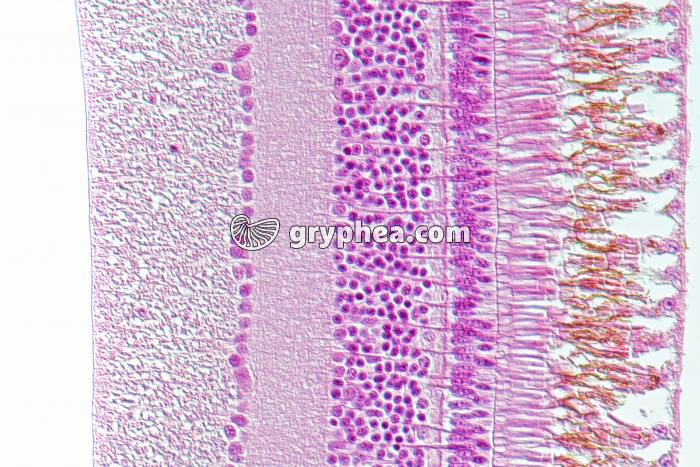 Rétine de chouette CT x100 - gryphea.org